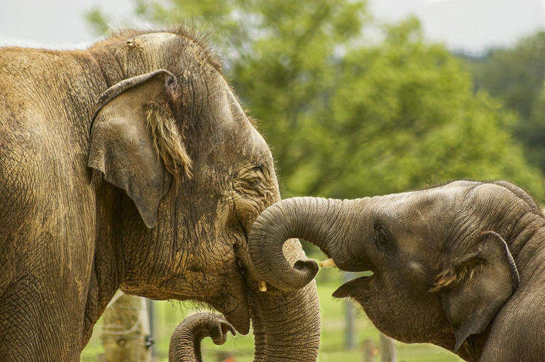 Zimbabue autoriza sacrificio de 200 elefantes; te decimos por qué