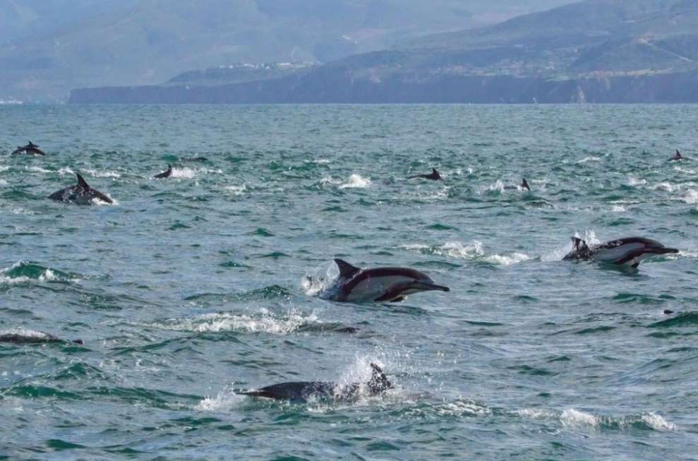 ¡Lamentable! Detectan fentanilo en delfines en el Golfo de México