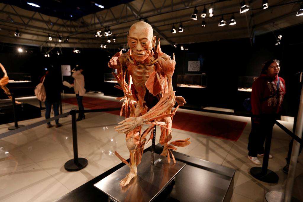 Exposición ‘Our Body’ llega a Pachuca: todo lo que necesitas saber