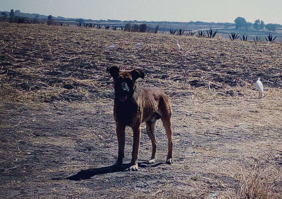 Nuevos ediles no deben navegar con bandera animalista: Pachuca sin Callejeros