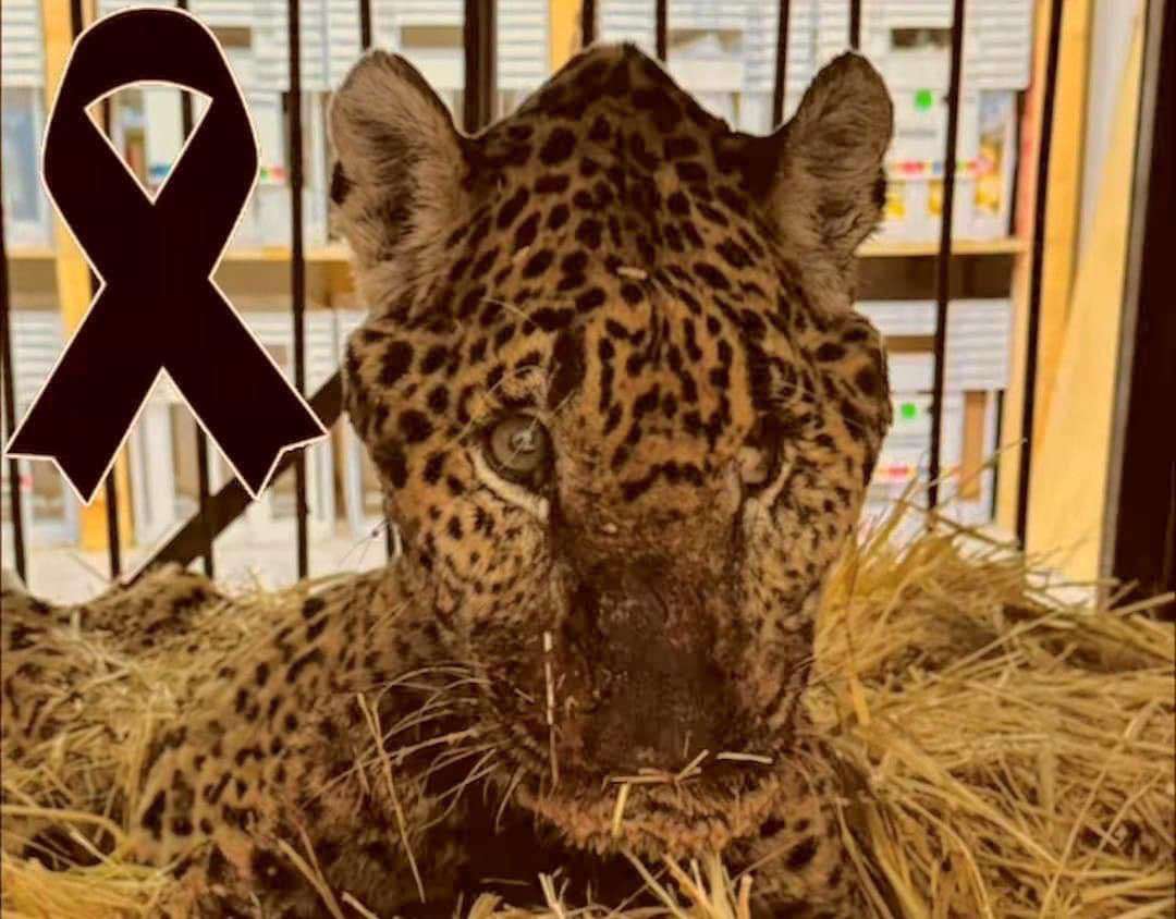 ‘Pacus’: muere jaguar rescatado en Pacula