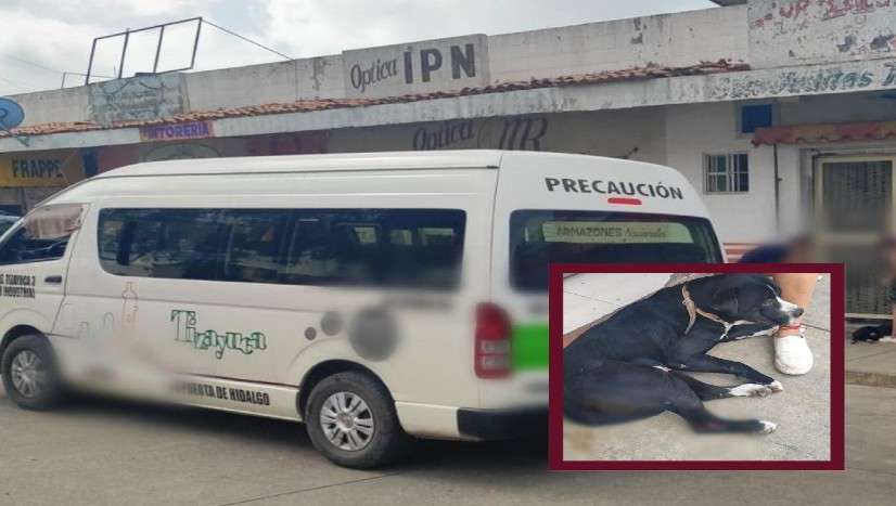 Unidad de transporte público atropella a perrito en Tizayuca