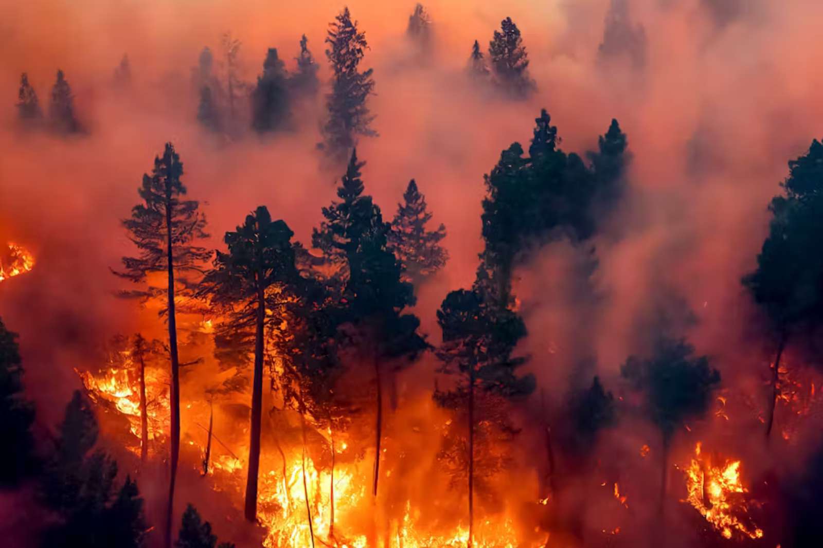 El más grande incendio forestal del año en Ecuador avanza sin control