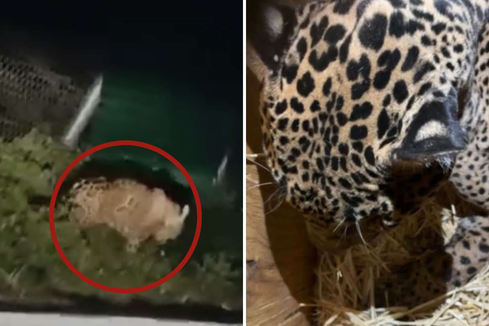 VIDEO. Rescatan a jaguar en Hidalgo, lucha por su vida