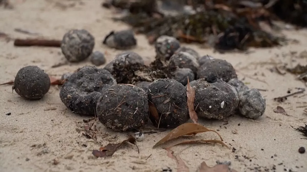 ¿Qué son las misteriosas bolas negras que han obligado a cerrar las playas de Sídney?