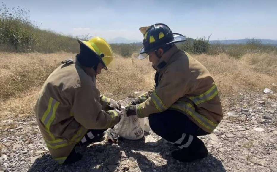 Protección Civil captura serpiente cerca de escuela en Tepeji