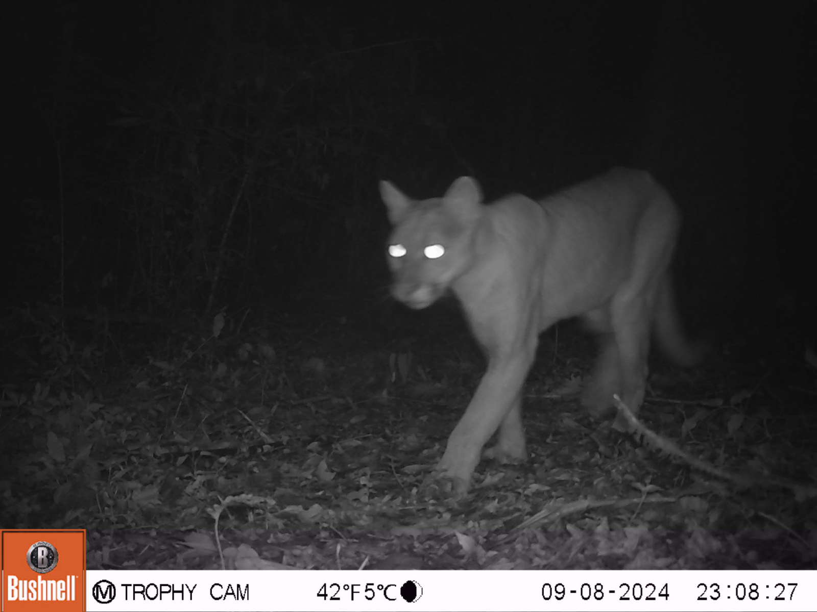 FOTOS | Presumen fauna en región Otomí-Tepehua