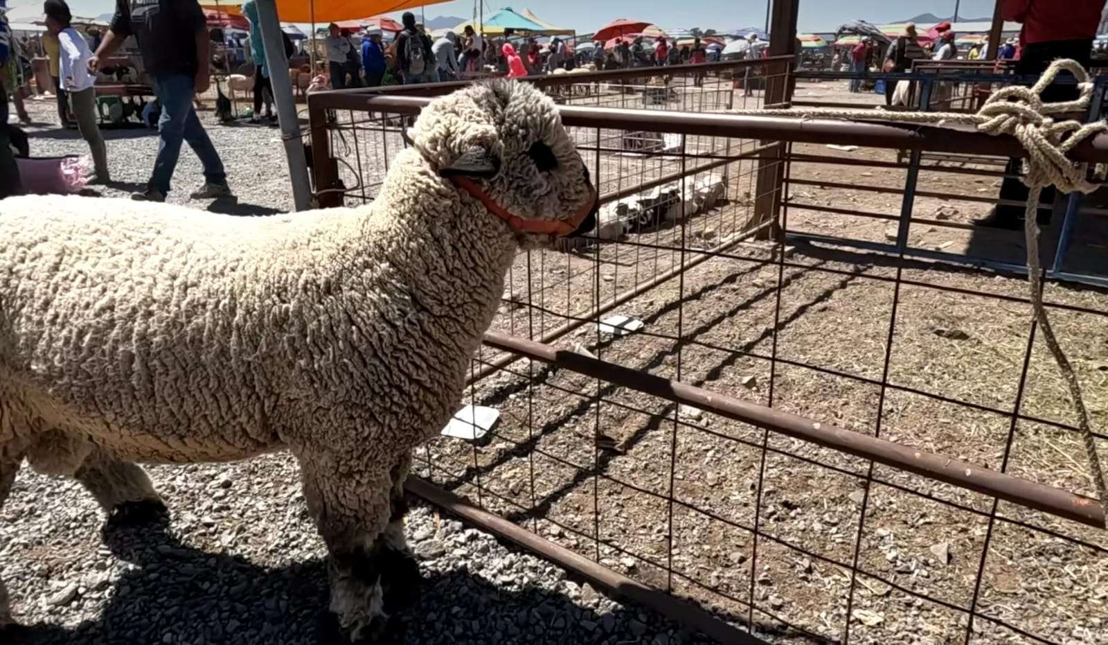 Roban camioneta cargada de borregos en tianguis de Actopan