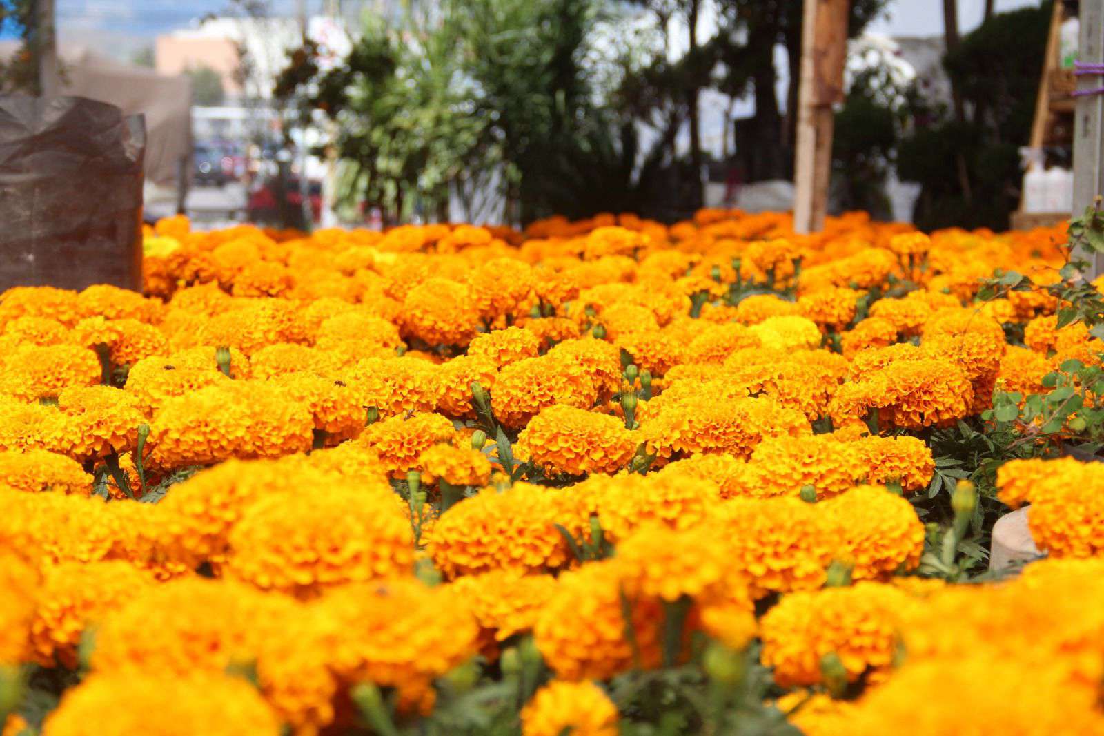 Día de muertos: la historia y simbolismo del cempasúchil, la flor que ilumina los altares