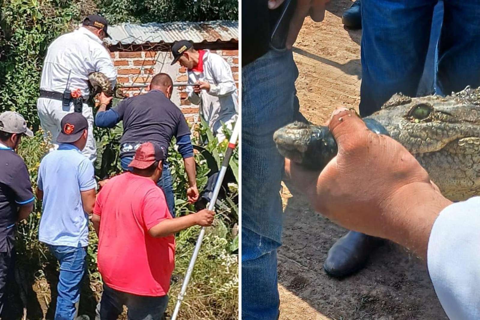 Cocodrilo asegurado en Santiago Tulantepec es trasladado a zoológico