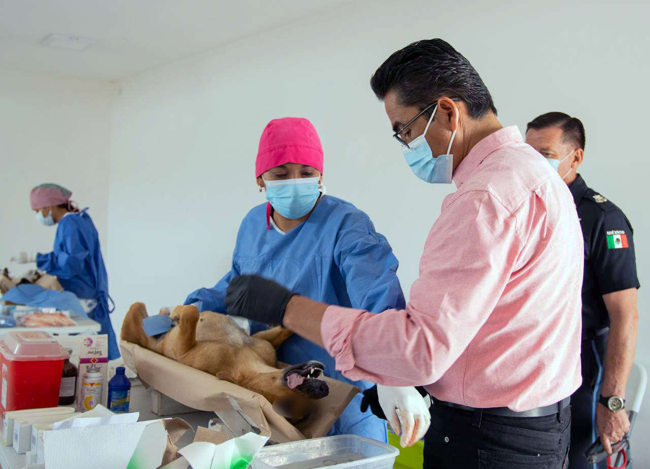 Mineral de la Reforma: lanzan campaña de esterilización para mascotas | Lugar y requisitos