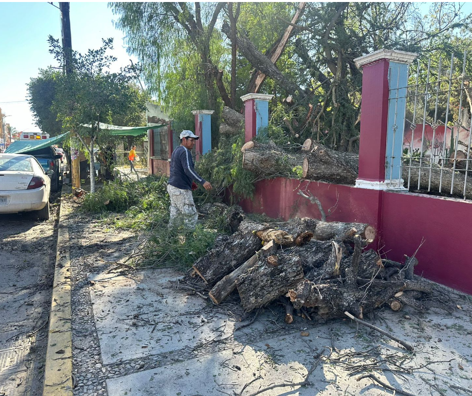 Árbol cae en vía pública de Ixmiquilpan