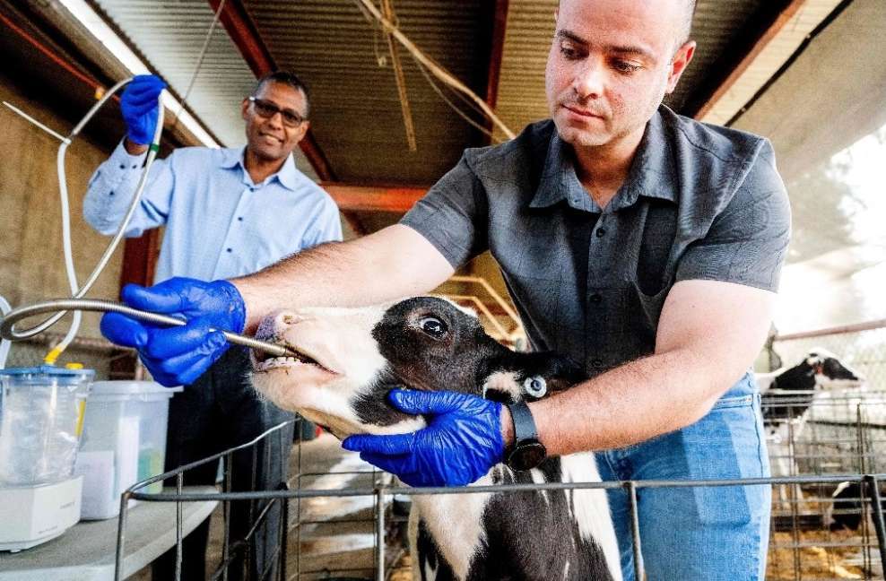 Científicos en EU buscan píldora para limitar eructos de vacas y ayudar al clima