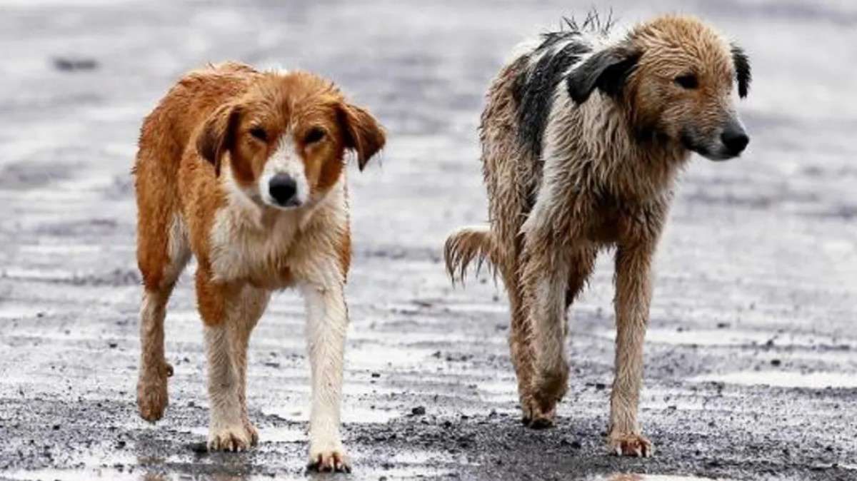 Pachuca: lanzarán página de Facebook para hallar mascotas perdidas