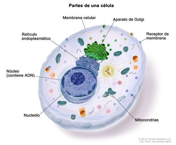 Científicos crean mapa del cuerpo humano célula por célula