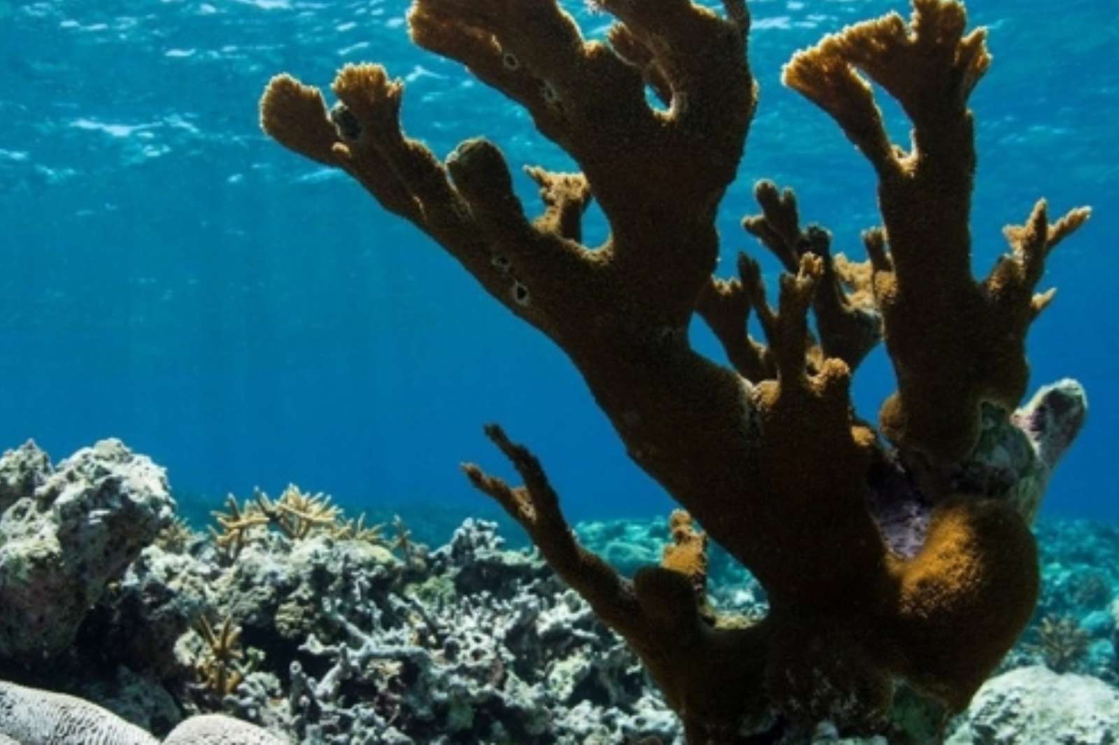 En riesgo de extinción más del 40% de las 892 especies de coral