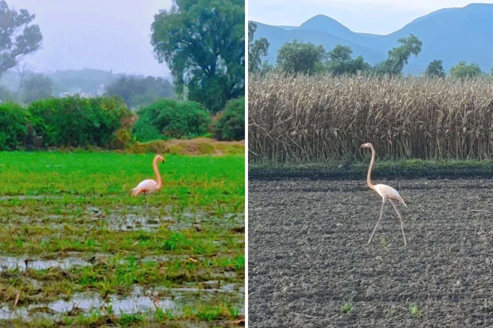 Avistamiento de flamenco rosado en Hidalgo sorprende a habitantes del Valle del Mezquital