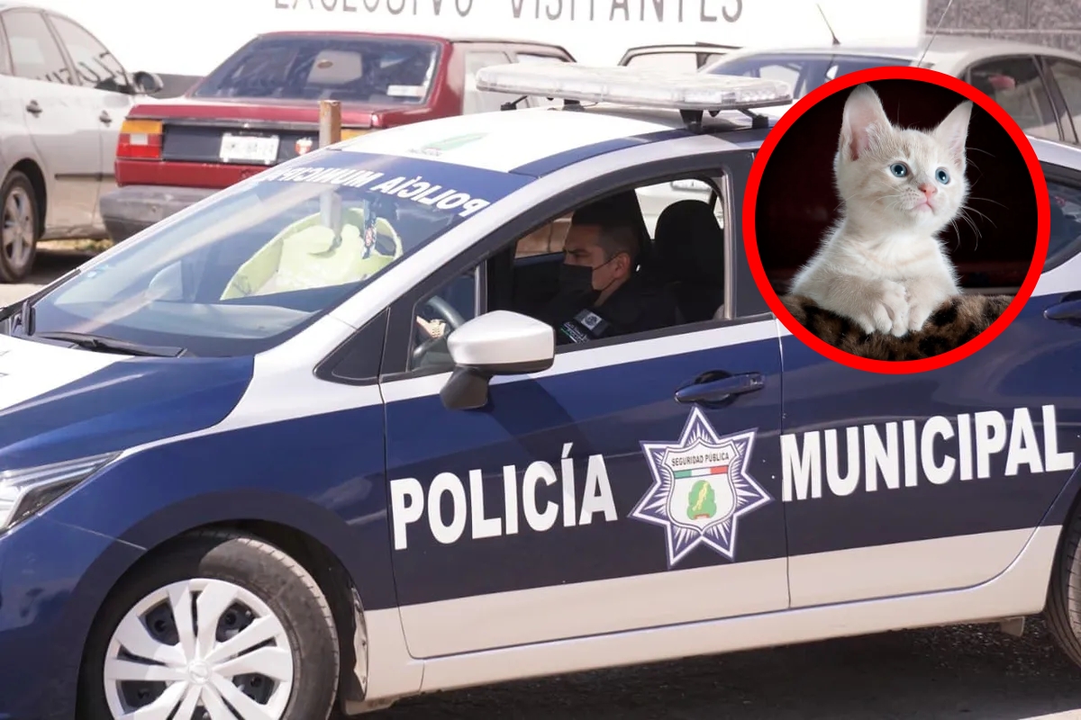 Pachuca: detienen a hombre que caminaba con un gato muerto colgado en el cuello