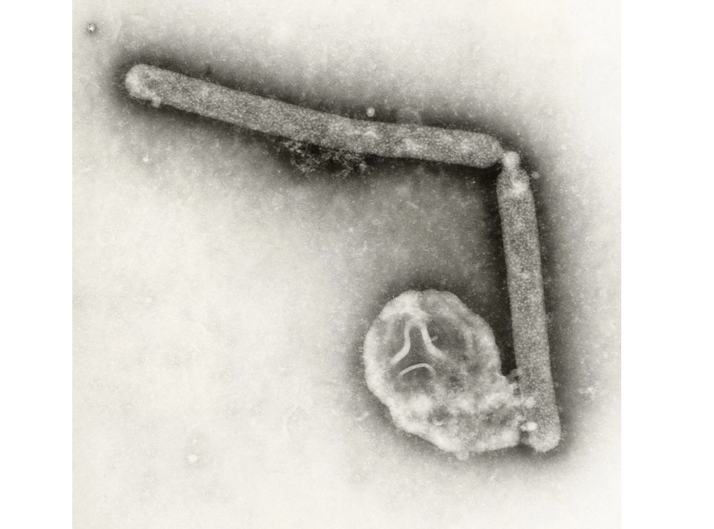 Detectan en Luisiana, EU, posible mutación del virus de la gripe aviar