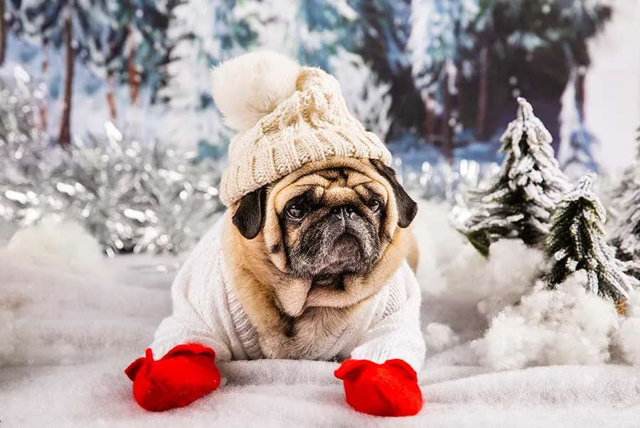 ¡Protége a tu perrito del frío! Aquí te damos consejos para cuidarlo en invierno