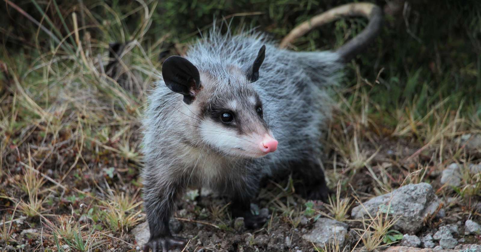 Pachuca: liberan cacomixtles, tlacuaches y una lechuza en Parque Nacional del Chico