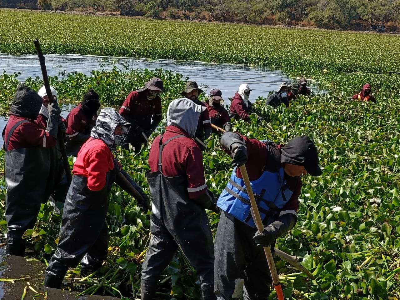 Trabajos de extracción de lirio en la presa Endhó avanzan 5 por ciento durante la primera semana