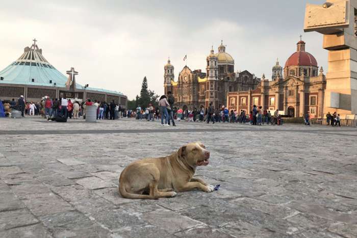 12 de diciembre: ¿qué pasa con los perritos abandonados en la peregrinación a la Basílica?