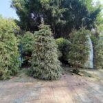 Menos basura, más áreas verdes: así se aprovechan los árboles de Navidad recolectados en Hidalgo tras la temporada decembrina.