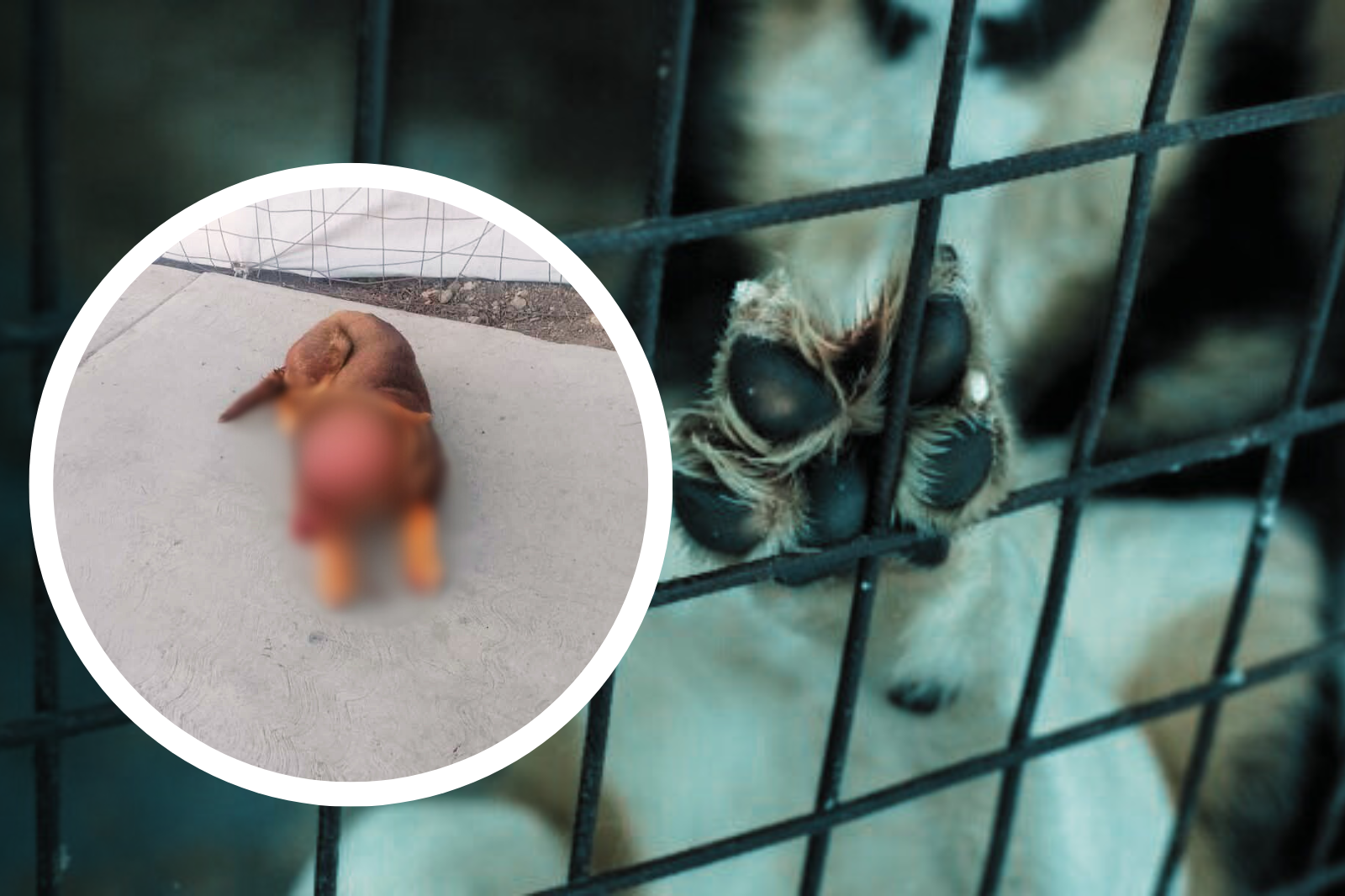 Maltrato animal en Hidalgo: autoridades investigan un terrible caso. ¡Te contamos qué ocurrió!