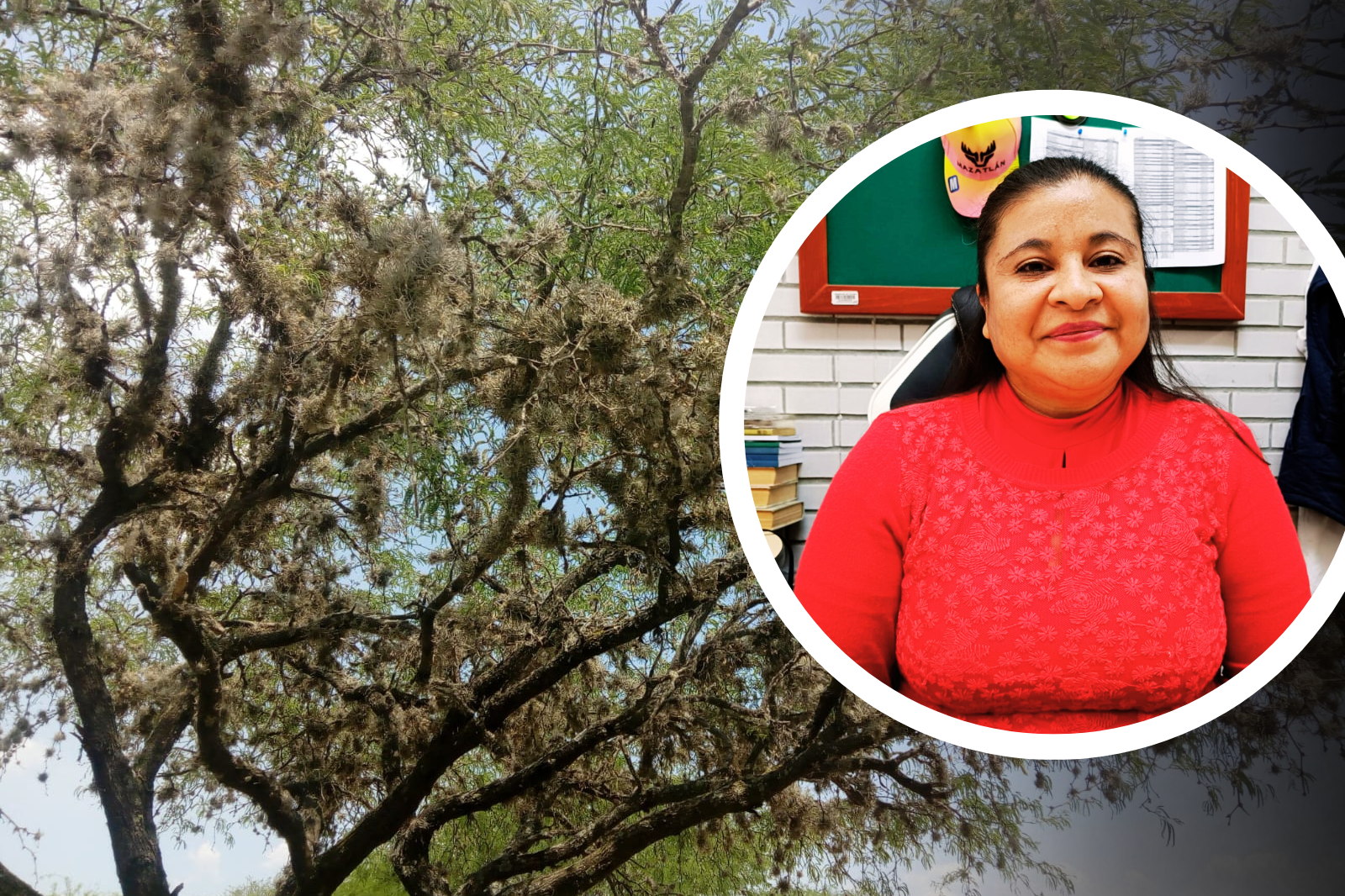 Científicos de la UTTT investigan el uso del heno motita contra hongos en cultivos