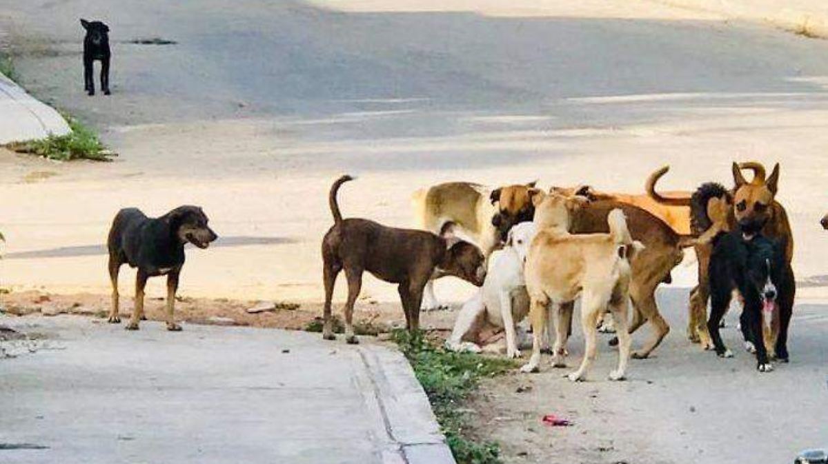 Reglamento de protección animal de Zapotlán avala sacrificio humanitario, pese a prohibición estatal