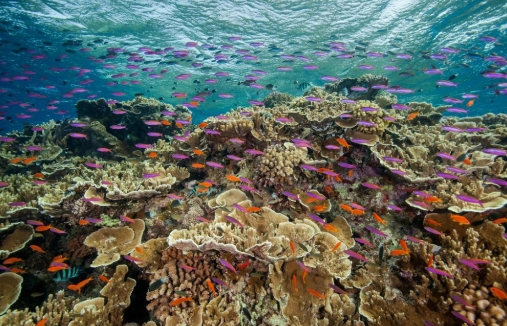 Océanos ácidos impidieron la vida en la Tierra 500 millones de años