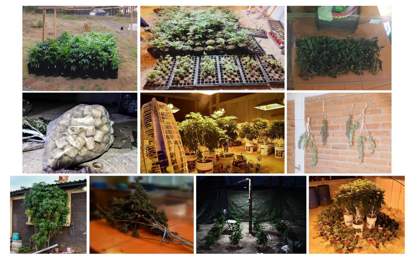 Omitlán: desmantelan invernadero clandestino de marihuana
