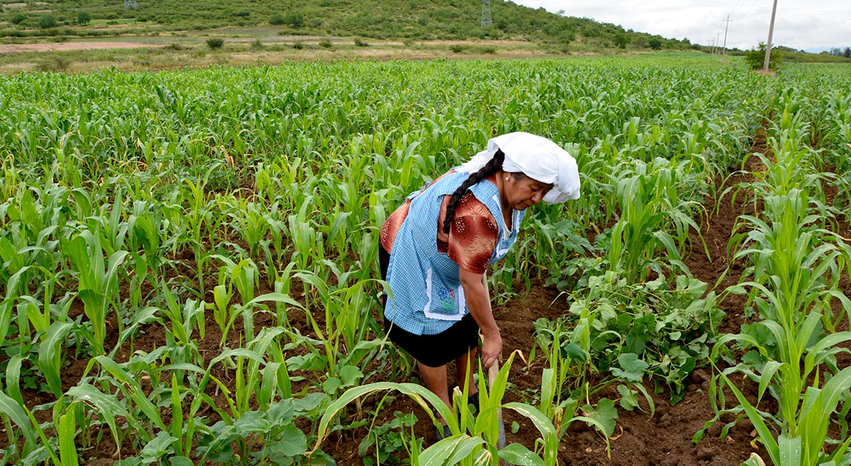 8M: Hidalgo destina 62 millones de pesos para mujeres en el sector rural