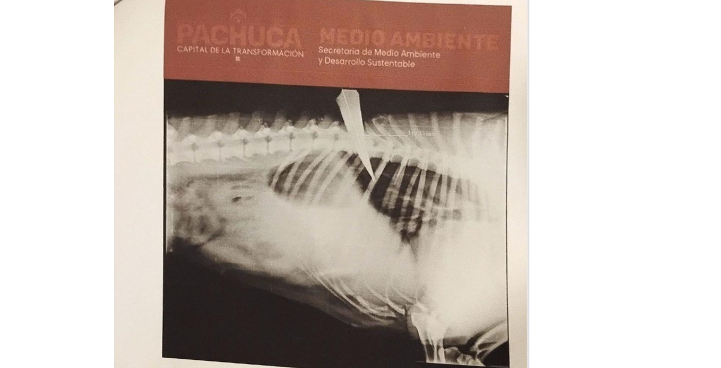 Rescatan perrita con cuchillo incrustado en el lomo en Pachuca; confirman que estaba embarazada
