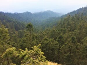 Duplican reforestación en Hidalgo para frenar plaga del gusano descortezador