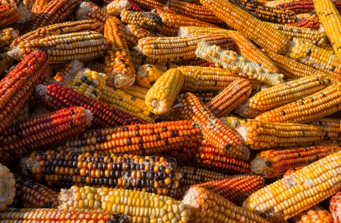 Prohibición de maíz transgénico debe impactar en sistema agroalimentario: ONG