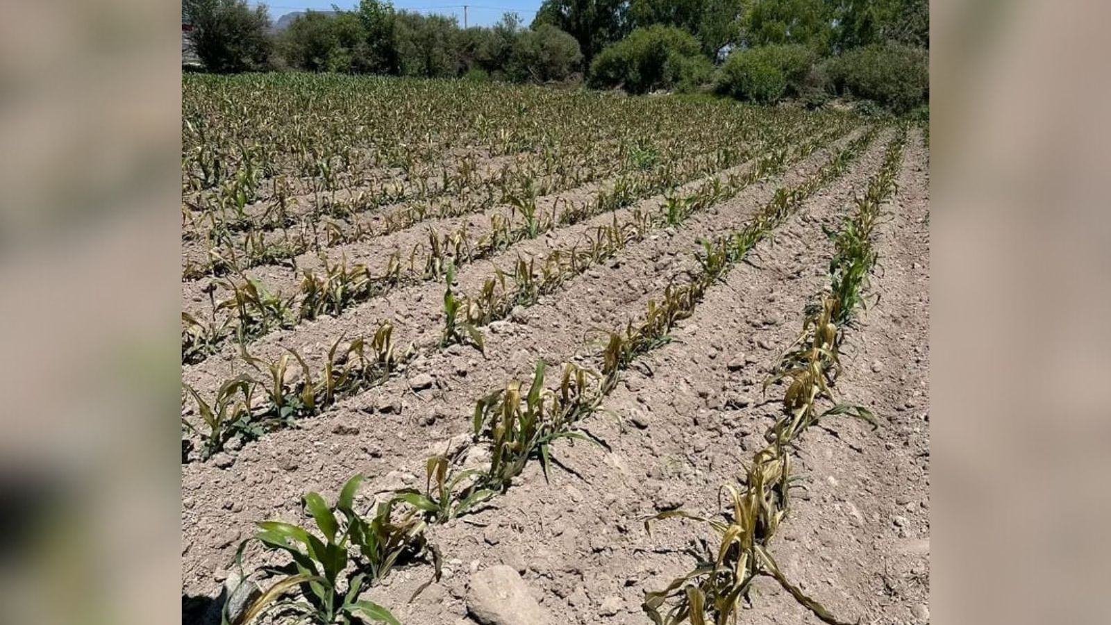 Heladas irregulares dañan más de mil hectáreas de cultivos en Ixmiquilpan