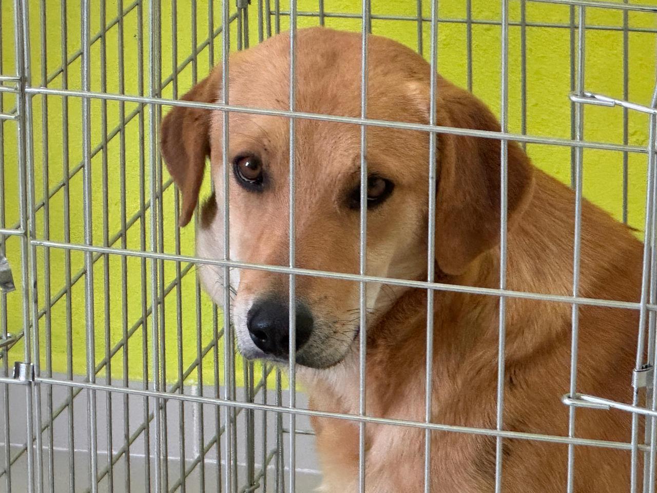 Rescatan al ‘Güero’, el perrito arrastrado por un auto en Atitalaquia