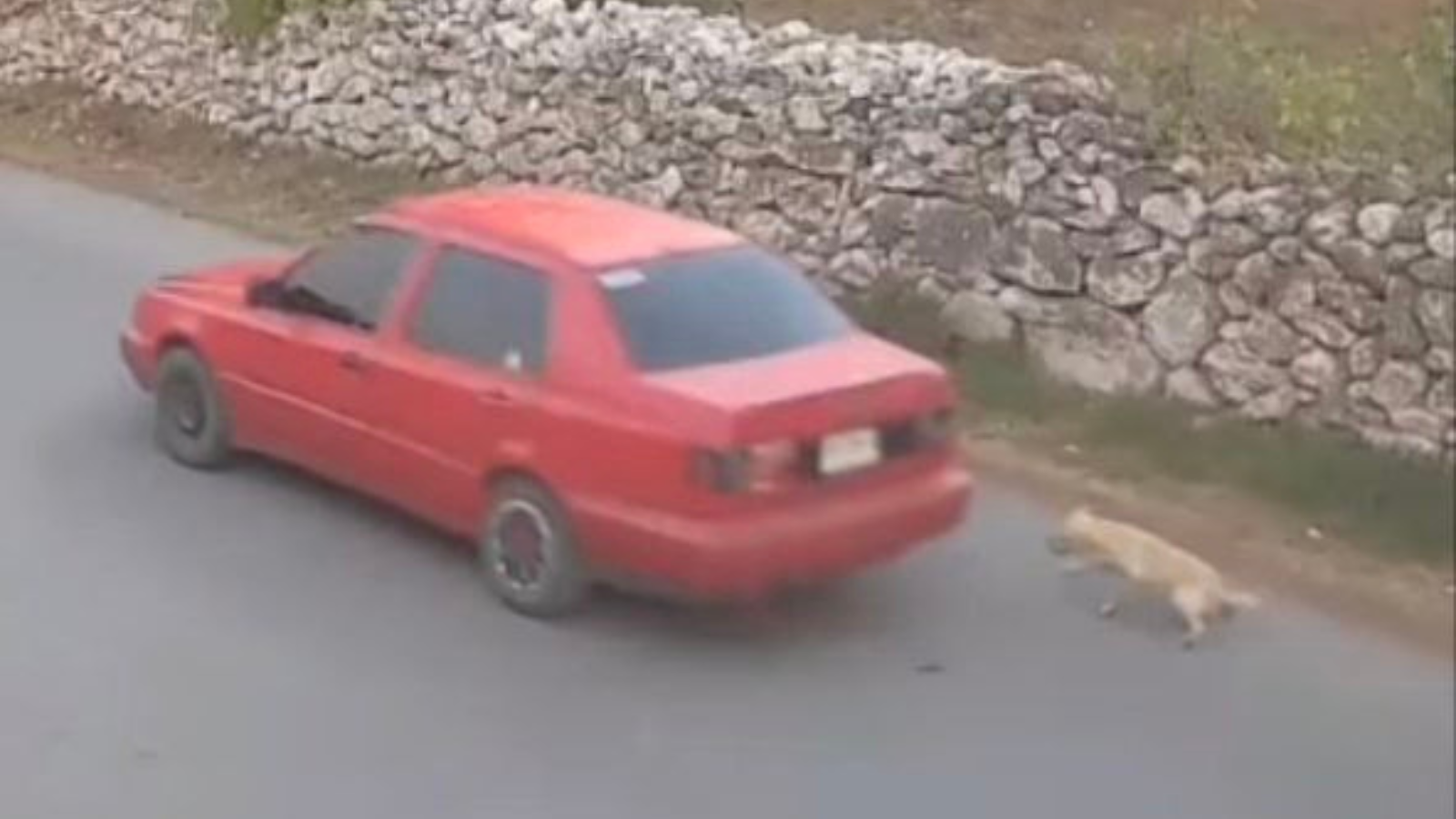 VIDEO | Perrito es arrastrado por auto en Atitalaquia