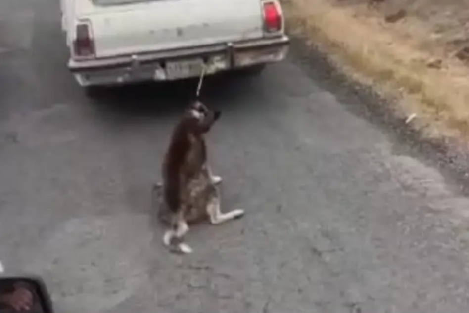 Perro arrastrado por camioneta en Santiago Tulantepec causa indignación| VIDEO
