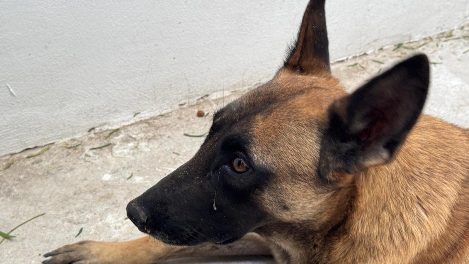 Rescatan a tres perritos víctimas de maltrato animal en Atitalaquia