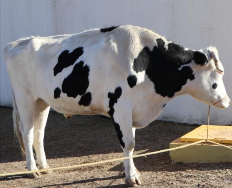 Trasladan a un rancho a Toribio, el toro mascota de la UPT enfermo de cáncer