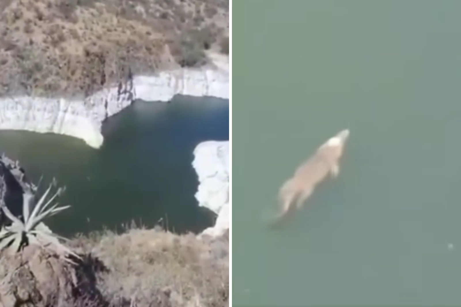 Avistan cocodrilo en presa de Zimapán; video causa asombro