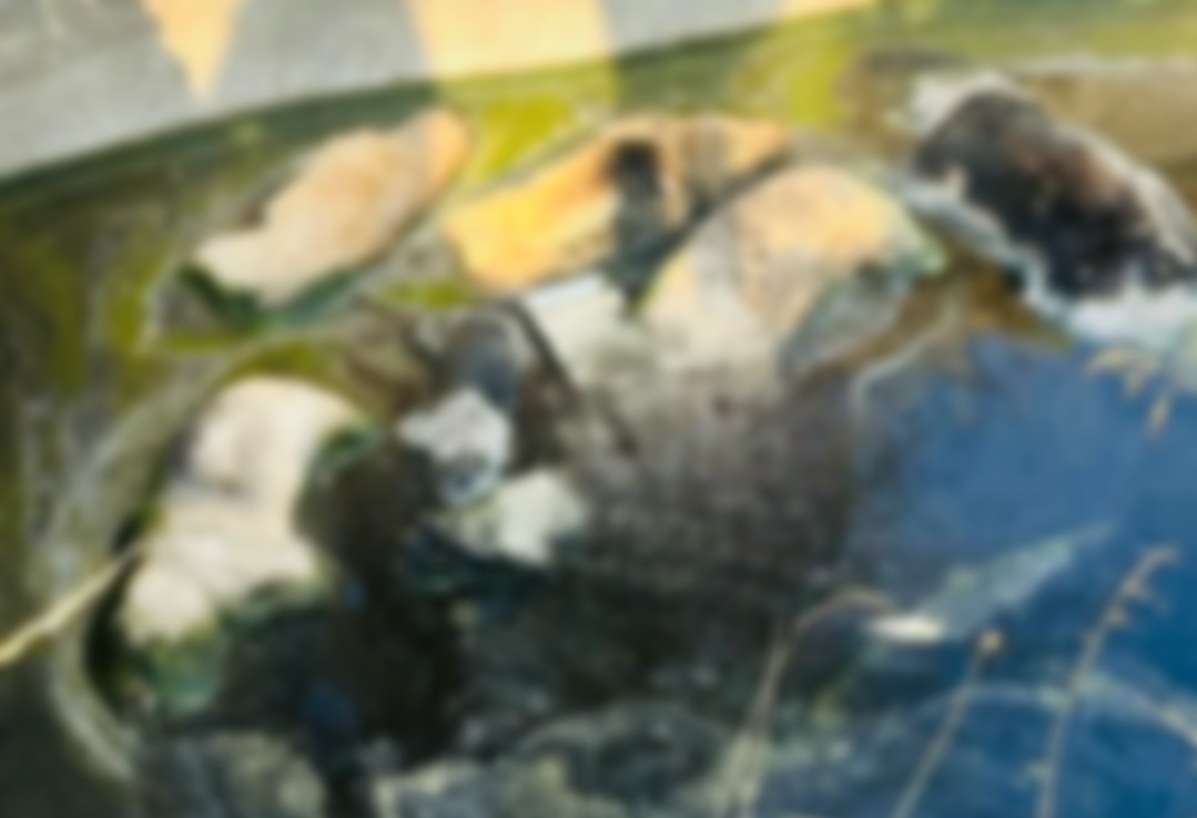 Epazoyucan: hallan a siete perros ahogados en un pozo; vecinos exigen justicia