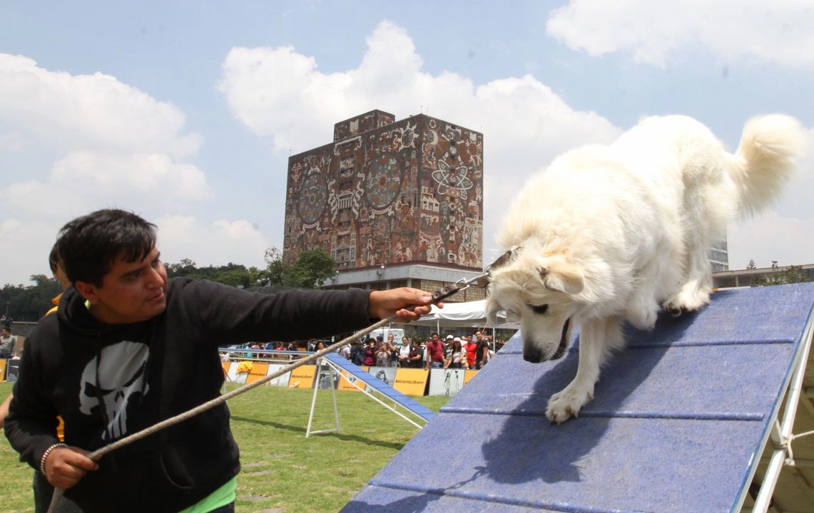 Los perros identifican información relevante en conversaciones humanas