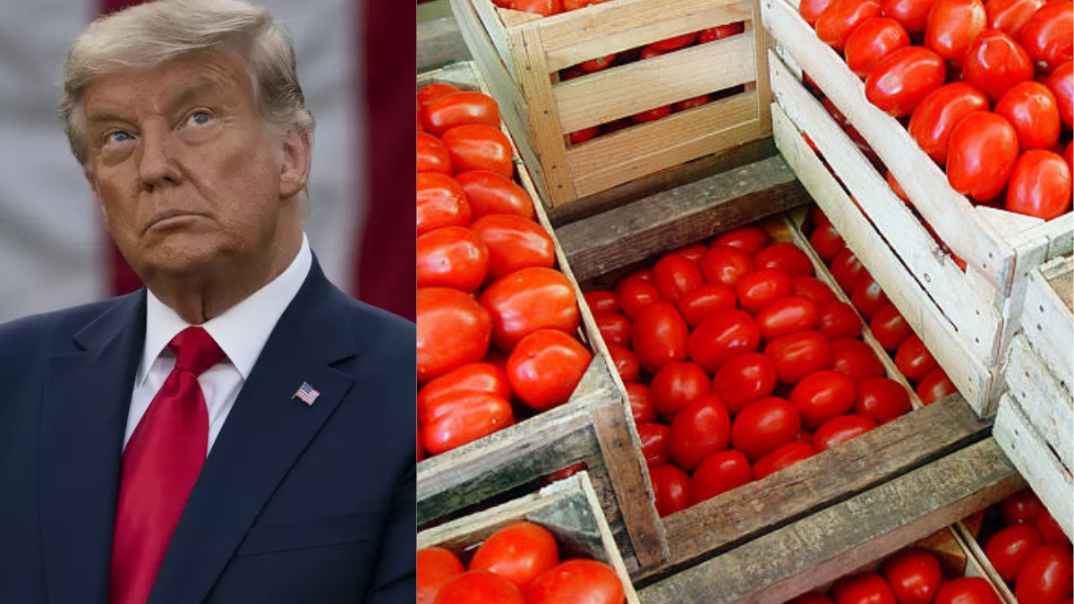 Impone Donald Trump arancel de 20.91% al jitomate mexicano