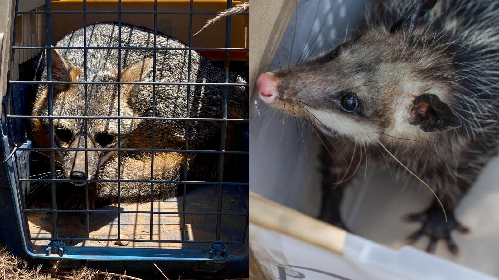 25 animales silvestres regresan a su hábitat natural en Hidalgo