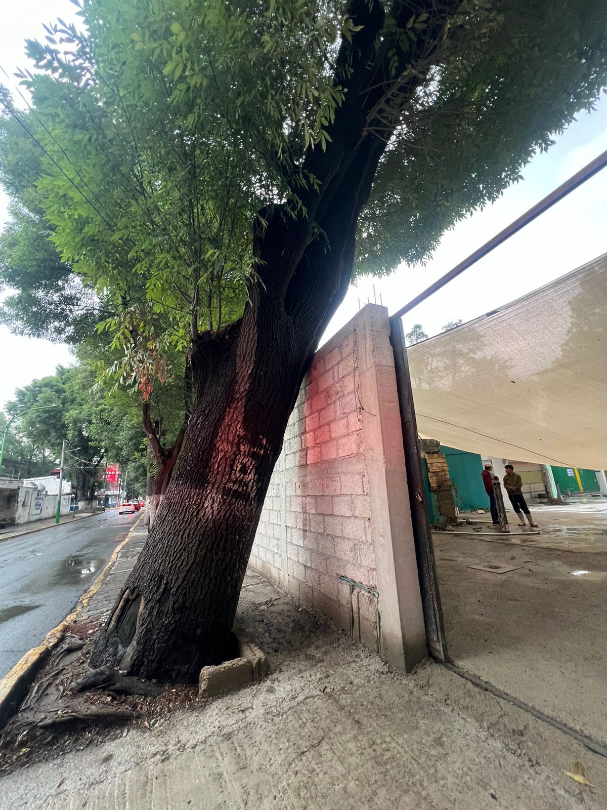 Colapso de árbol en Tulancingo genera alerta y acciones preventivas