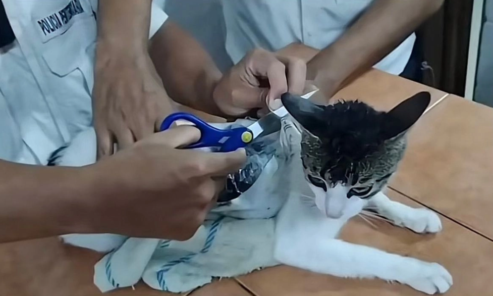 Atrapan a un gato que era usado para ingresar droga a una cárcel de Costa Rica